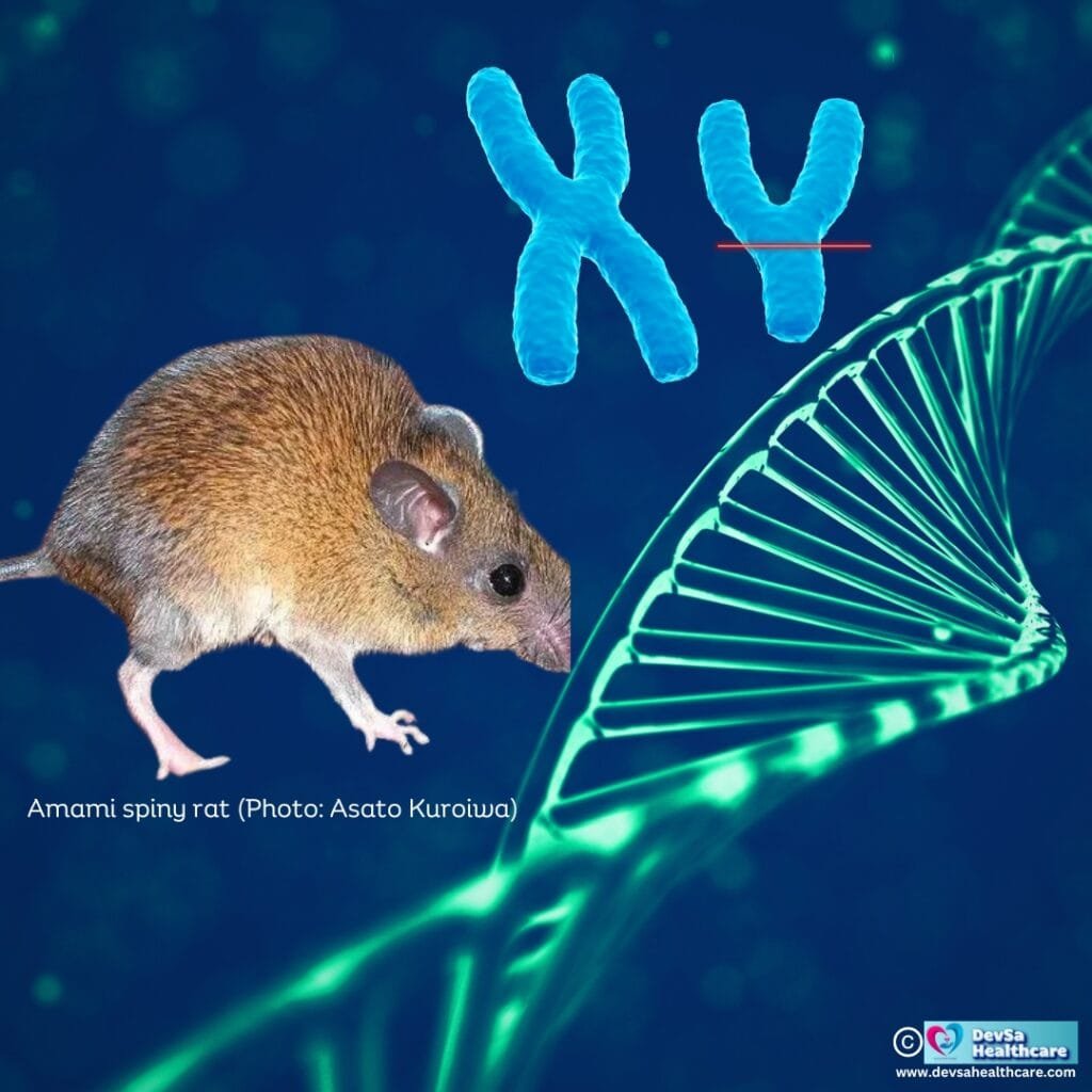 Spiny rats y chromosome