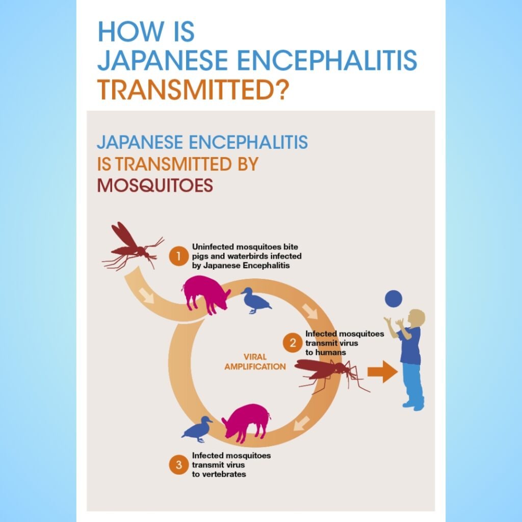 Japanese Encephalitis Transmission